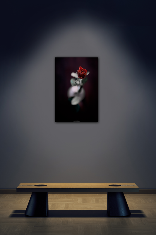 Valentine's Rose - Tableau photo encadré dans un cadre affleurant noire