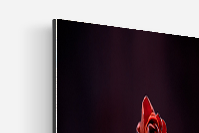 Valentine's Rose - Tableau photo contrecollé sur support Dibond 3mm