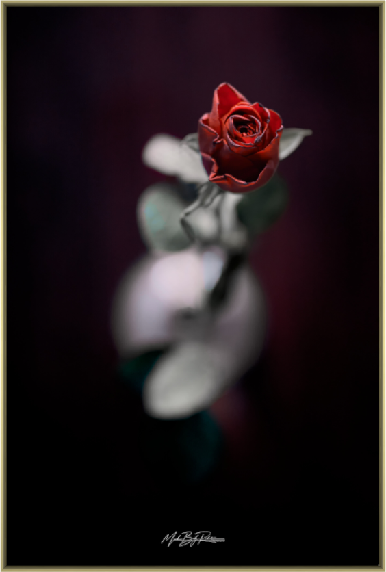 Valentine's rose aluminium artbox gold frame front view fine art print