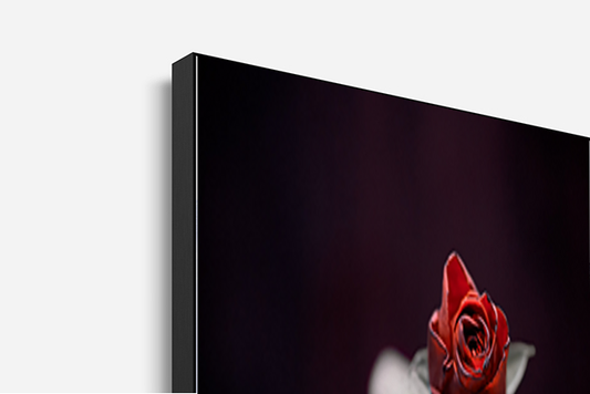 Valentine's red rose fine art print detail view black aluminium flush frame corner mounted