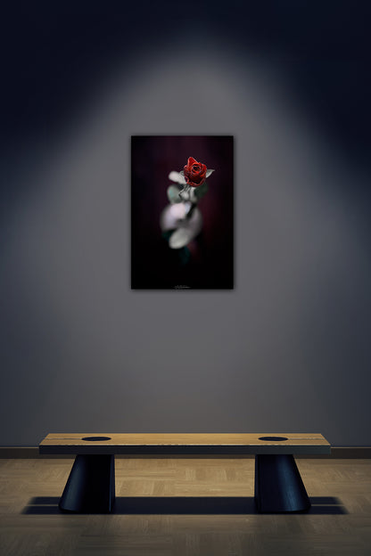 Valentine's red rose fine art framed photo print 45x30cm black aluminium flush frame