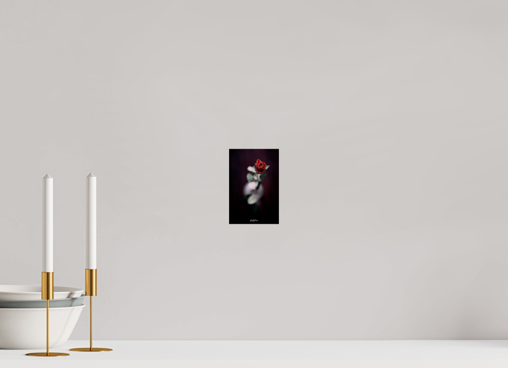 10 x 15 cm, Photo Print Under Acrylic Glass Valentine's Rose - Photo Print Dibond backing Acrylic Option