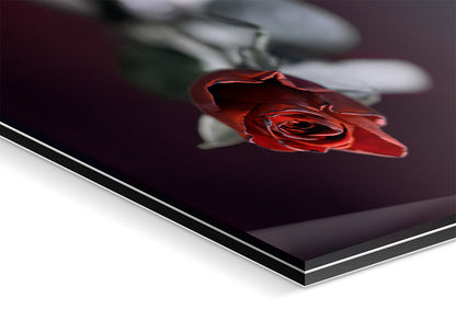 Valentine's Rose mounted print acrylic glass 2mm dibond backing angled detail view